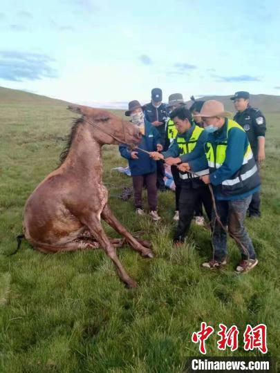 图为生态管护队正在解救藏野驴。　玛多县委宣传部 供图