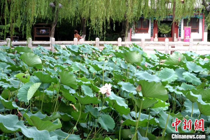 济南大明湖风景区再次发现一株并蒂莲，目前已经娇艳绽放。　孙婷婷 摄