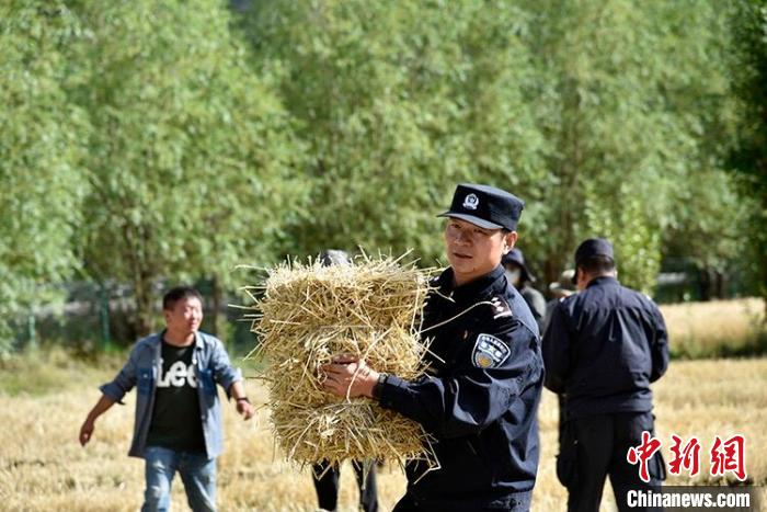 图为西藏自治区拉萨市才纳乡协荣村小麦收割现场。　拉萨出入境边防检查站供图