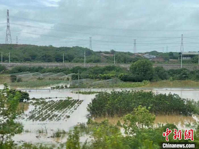 受强降雨影响，金华市部分农田进水，目前当地正开展排涝工作。　张斌 摄