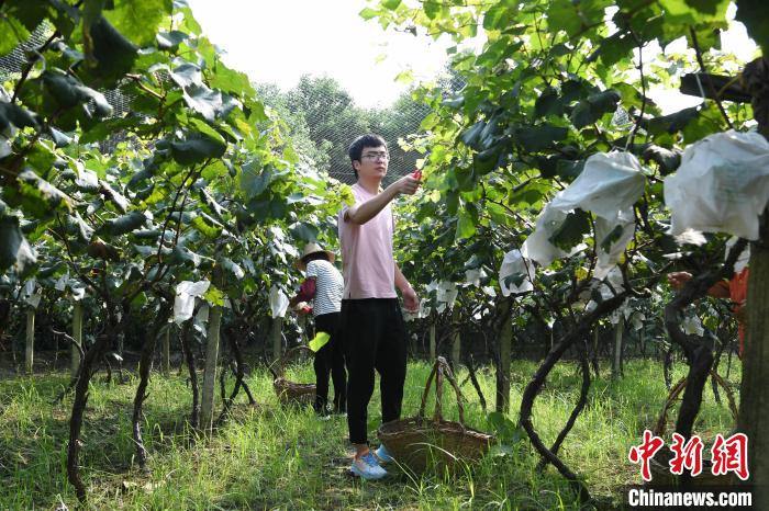 8月19日，丁翔在农场葡萄园里采摘上市葡萄。　韩苏原 摄