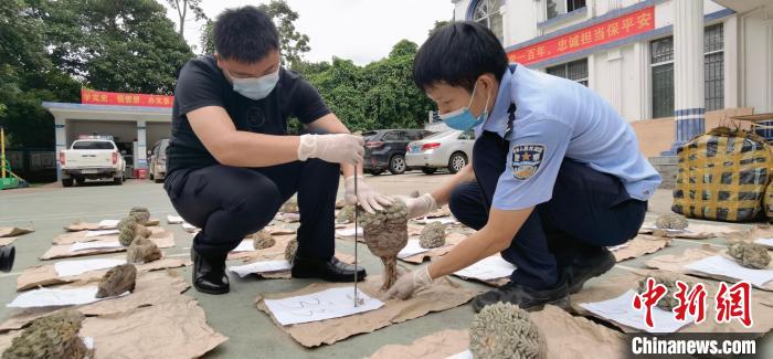 图为民警对龟甲牡丹进行测量。　付浩 摄