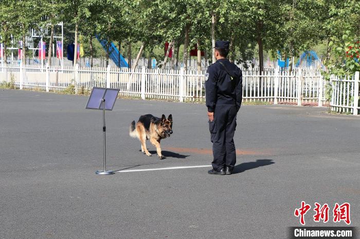 警犬在比赛中。　孙汉仑 摄