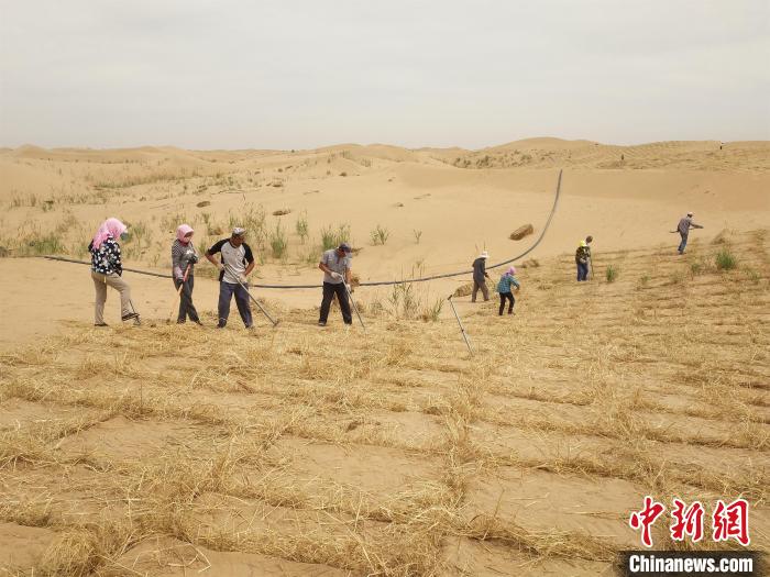 图为当地民众治理乌兰布和沙漠。　邢皓 摄