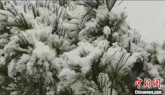 雪花挂在树枝上。　冯宏伟 摄