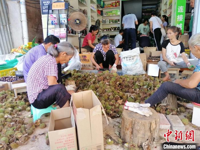 农户在挑选封开油栗销售 黄瑛居 摄