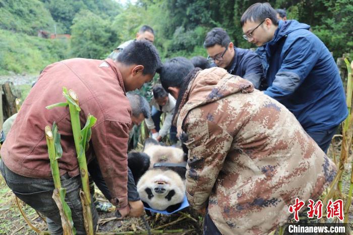 大熊猫专家等现场查看熊猫情况。　峨边融媒体中心供图