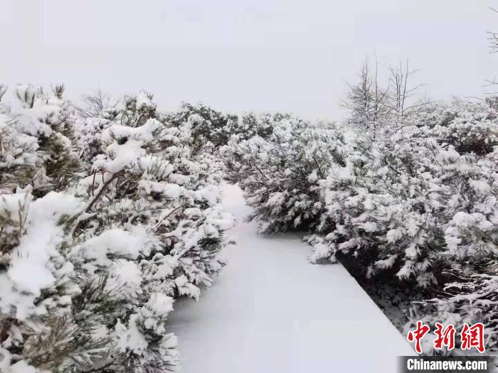 图为内蒙古大兴安岭林区迎来今年首场冬雪。　学杰 摄