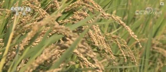 稻花香里说丰年 丰收节里看“丰景”