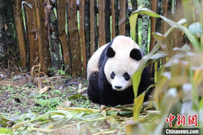 下山的野生大熊猫精神不是很好。　峨边融媒体中心供图