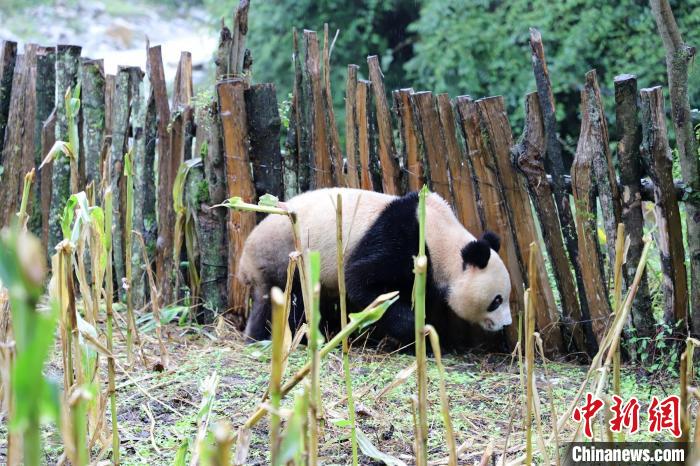 玉米地里的野生大熊猫。　峨边融媒体中心供图