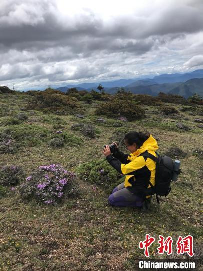 图为陈婉蓉在野外拍摄高山植物。　受访者供图