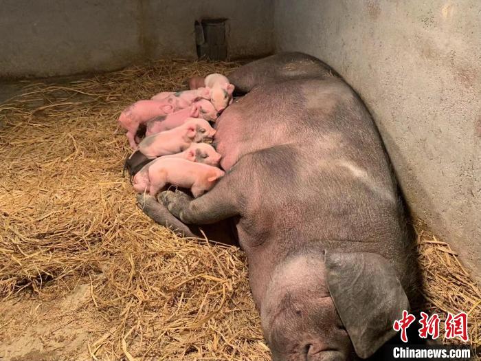 浙江杭州某地生猪养殖场。　王夏琴 摄