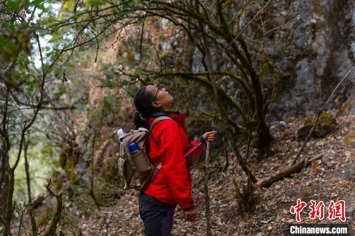 图为陈婉蓉在野外寻找高山植物。　受访者供图