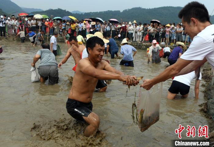 抓鱼体验活动现场。　蒋雪林 摄