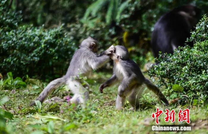 图为两只滇金丝猴幼猴在练习打斗技巧。李明 摄
