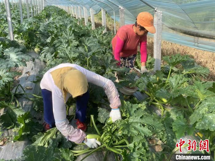 小天贡村迎来了西葫芦的采收高峰期，各地收购商纷至沓来，西葫芦成了当地农户增收致富的“宝葫芦”。　焦亚森 摄