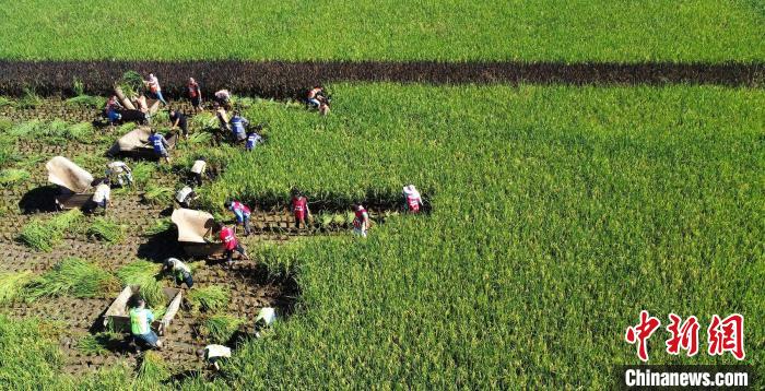 田间游客、村民正在进行收割稻子竞赛。　程欢悦 摄