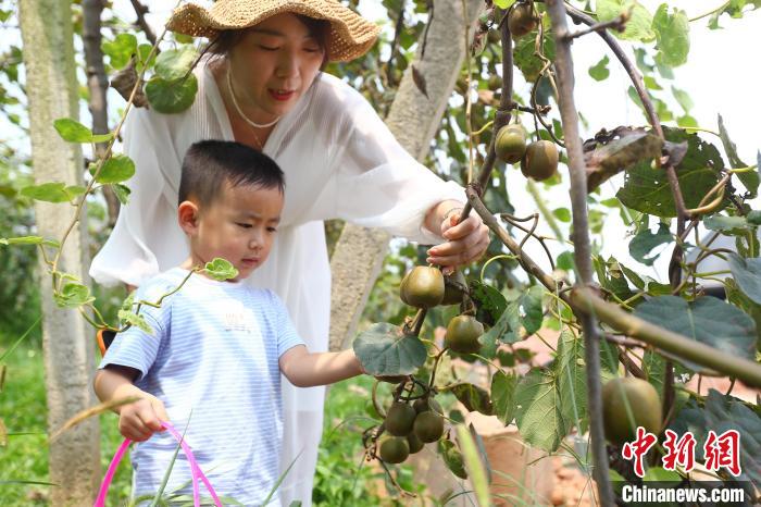 图为一名游客带着孩子来到基地采摘猕猴桃。　记者 刘占昆 摄