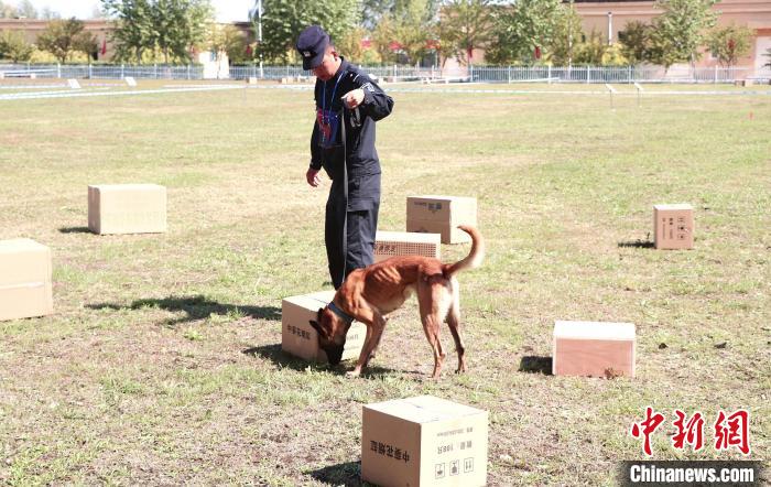 警犬在比赛场地搜寻“毒品”。　孙汉仑 摄