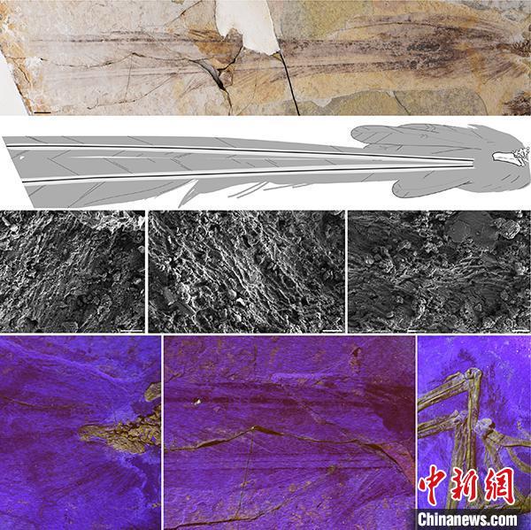 雅尾鹓鶵尾羽形态、色素体、和后肢羽毛。　王敏 供图