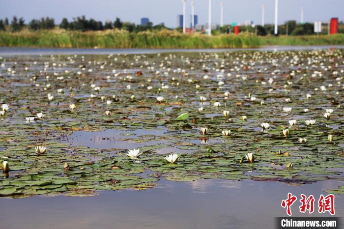 图为红海子湿地上的植物。　张林虎 摄