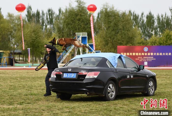 警犬跨越汽车。　黑龙江出入境边防检查总站供图