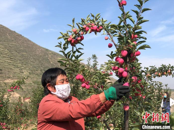 图为采摘仙女果。　祁玲静 摄