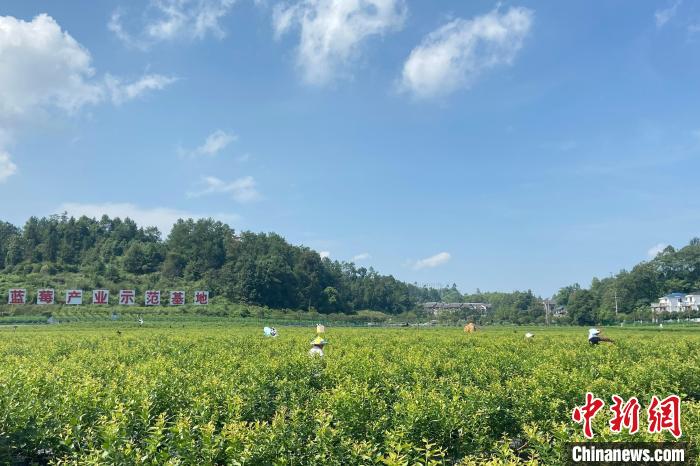 图为重庆南川区的乡村振兴项目蓝莓种植基地。　彭紫薇 摄