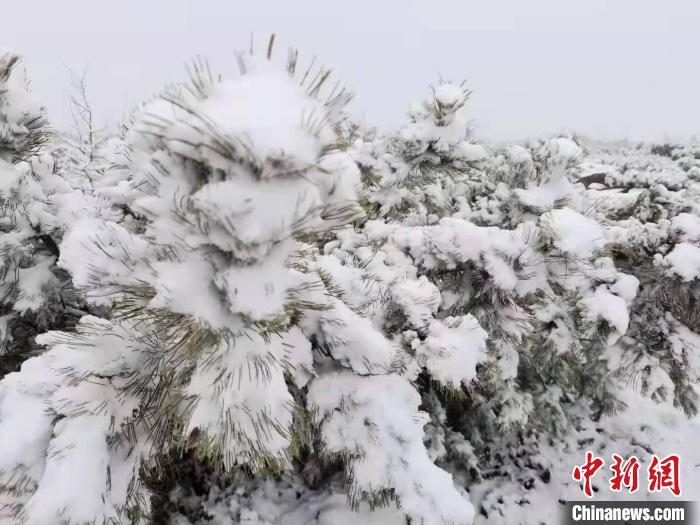 图为雪落在树上形成美丽的树挂。　邱磊 摄