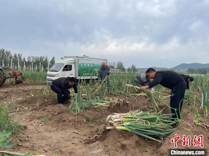 一垄垄正值收获季节的大葱长势青翠喜人，农户们忙着采摘，田间地头一派丰收景象。　焦亚森 摄