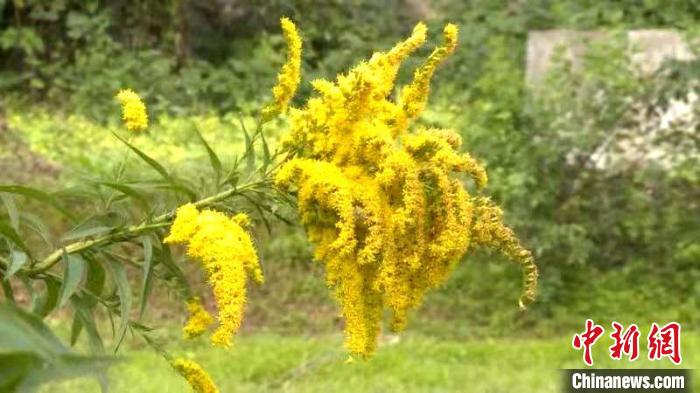 别名黄莺，花穗鲜艳醒目(10月25日拍摄) 金勤 摄