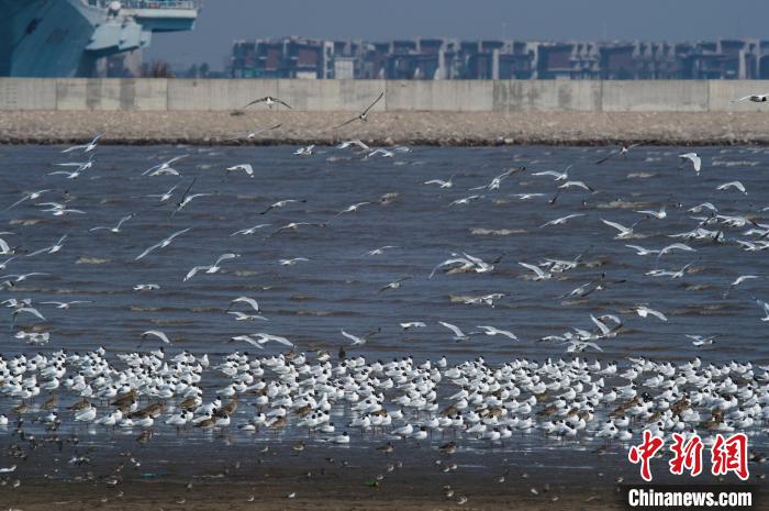 据监测，截至9月底5800余只次遗鸥飞临天津市滨海新区沿海滩涂。　天津市规划资源局供图