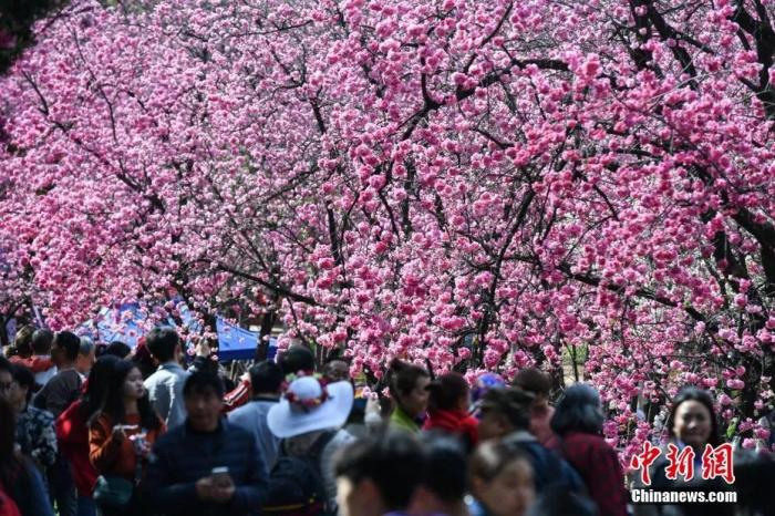 云南昆明，大批民众观赏“圆通樱潮”景观。 任东 摄