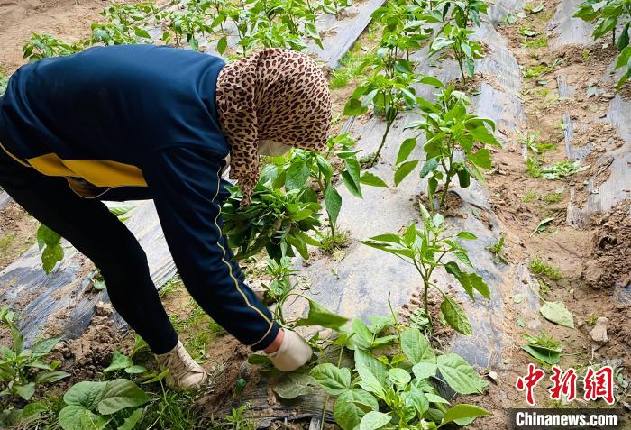 图为村民王大姐在给彩椒除草。　王琳娜 摄