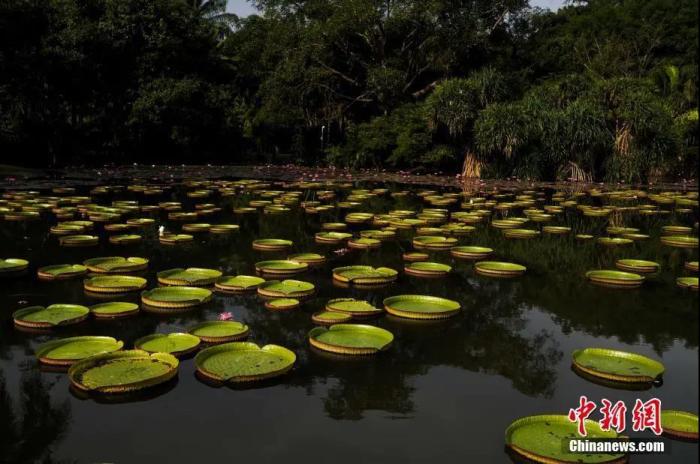 中国科学院西双版纳热带植物园内，大型植物王莲漂浮在水面上。中新社记者 康平 摄