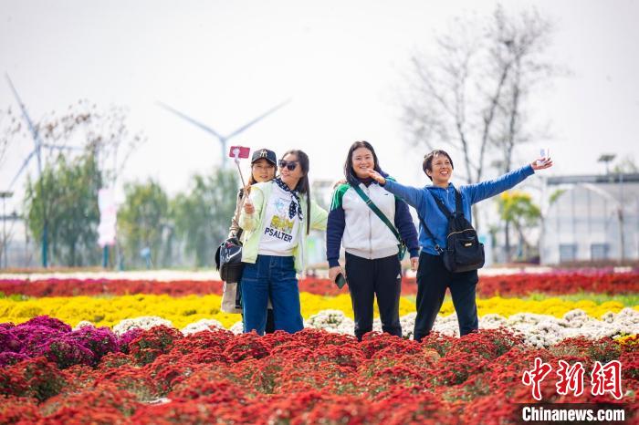 游客在菊花海洋中自拍。射阳县委宣传部供图