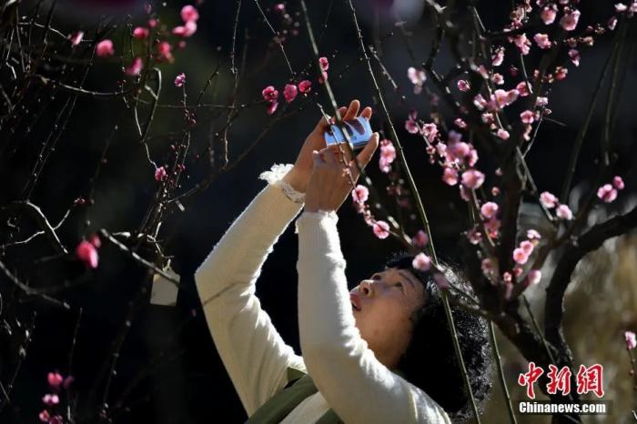 游客在昆明黑龙潭公园赏古梅、游花海。中新社记者 康平 摄