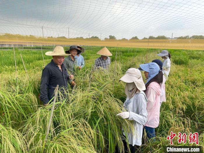 何祖华研究员带领学生在田间调查水稻抗病性 中国科学院分子植物科学卓越创新中心 供图