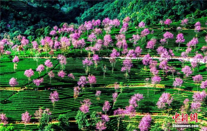 无量山樱花盛开。邓洪 摄