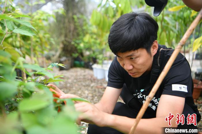 图为刘光裕用手机记录植物。　刘冉阳　摄