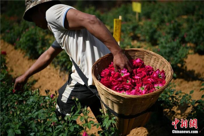 昆明安宁，食用玫瑰采摘中。中新社记者 刘冉阳 摄