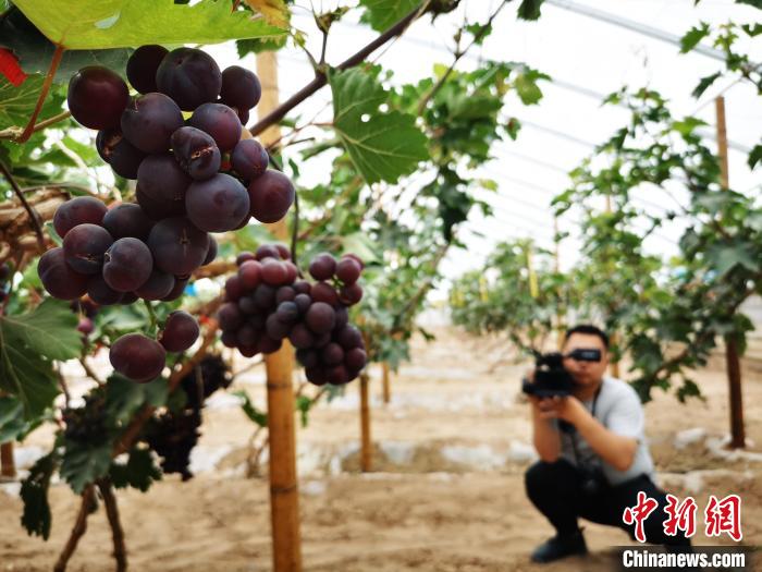 2020年7月，甘肃张掖市境内的河西走廊寒旱农业方兴未艾。图为记者在葡萄架前拍摄。(资料图) 殷春永 摄