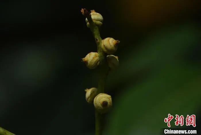 极度濒危植物西畴青冈引种昆明13年首次结实。陈智发 摄