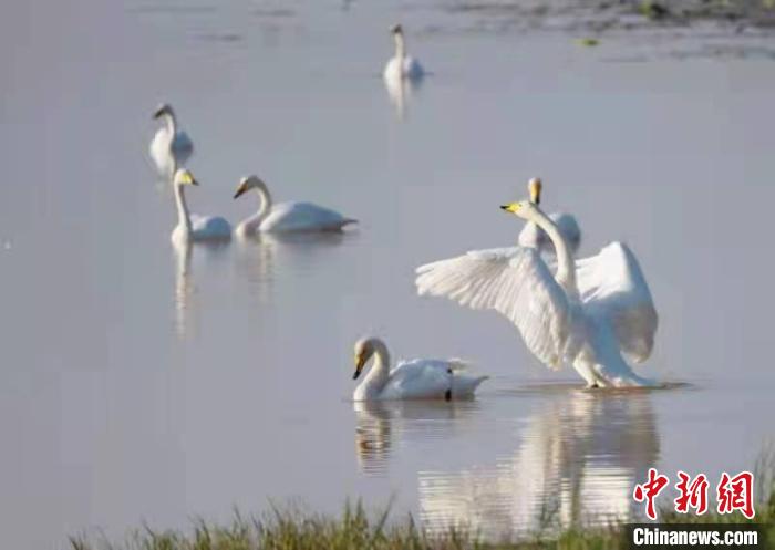 平陆黄河湿地水面上的大天鹅。　平陆县林业局野生动植物保护站供图