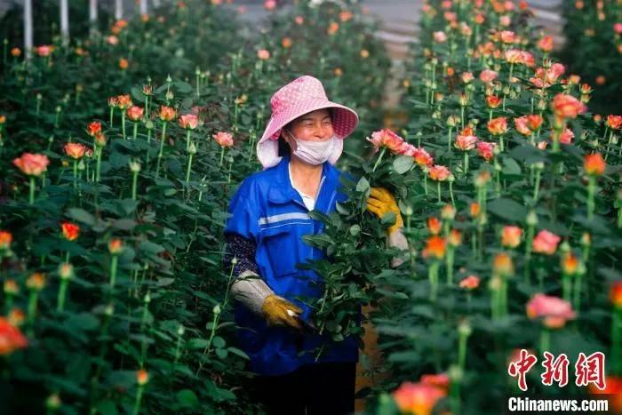 昆明花农正在采摘玫瑰。穆功 摄