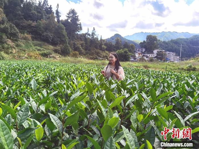 图为余鲜在茶园介绍自家茶叶。周燕玲 摄