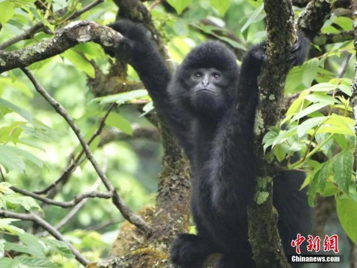 云南无量山国家级自然保护区的黑冠长臂猿。任东 摄