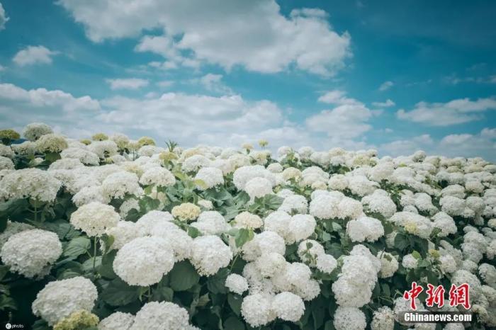 云南昆明宜良南国山花绣球花初夏盛开。图源：ICphoto