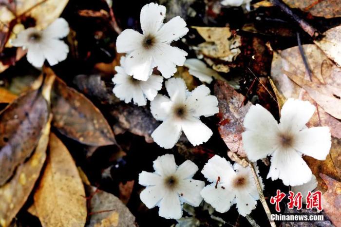 鸡枞花。左凌仁 摄